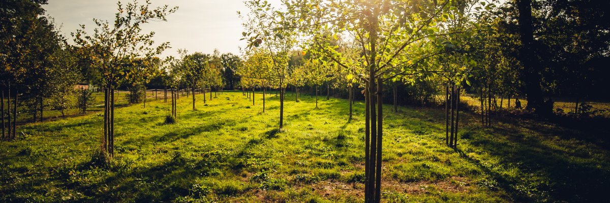 Wedding and birth forest Wedding and birth forest