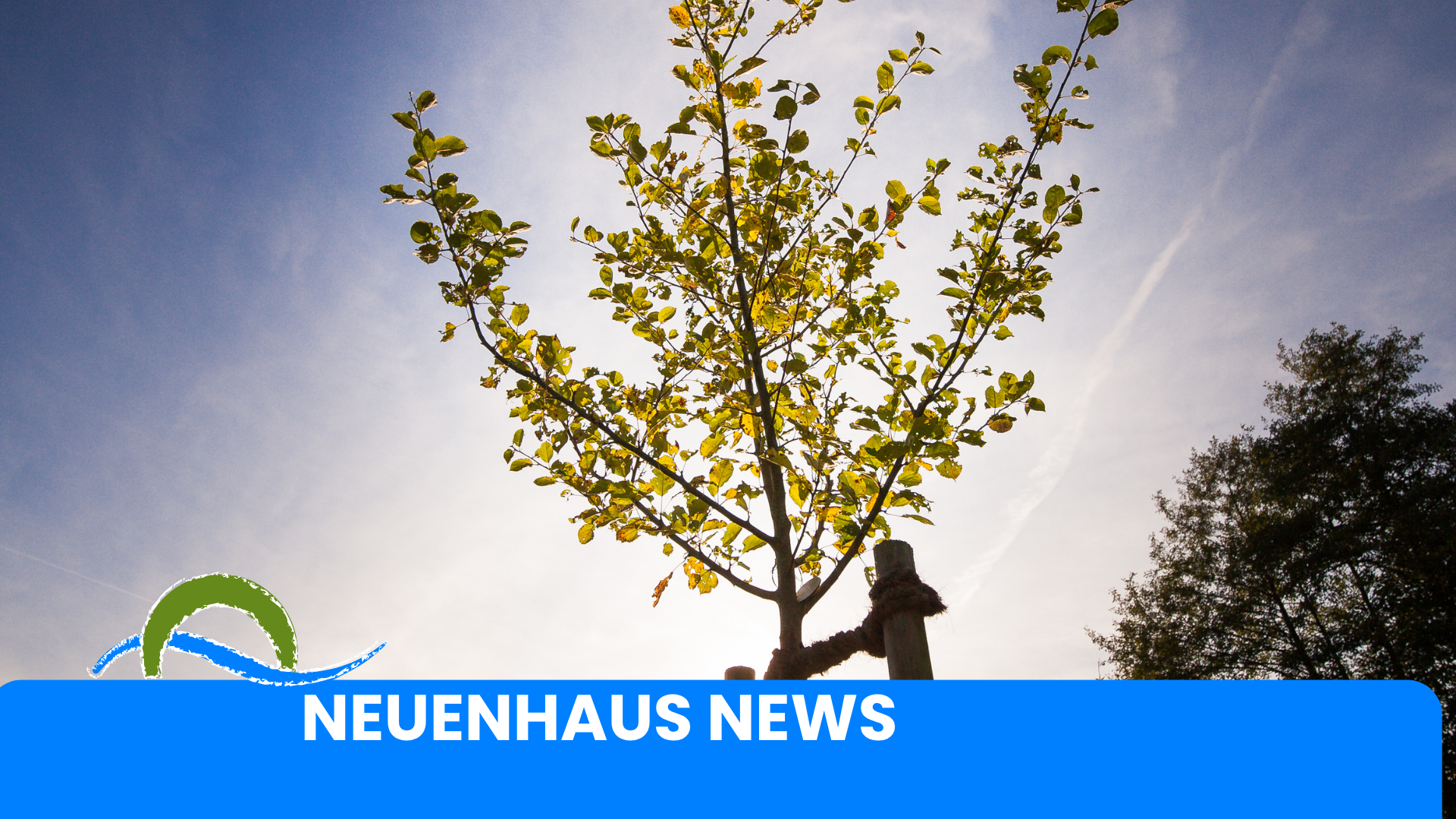 Klimabäume Klimabäume