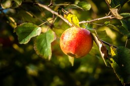 Nahaufnahme eines Apfelbaumes im Hochzeits- und Geburtenwald