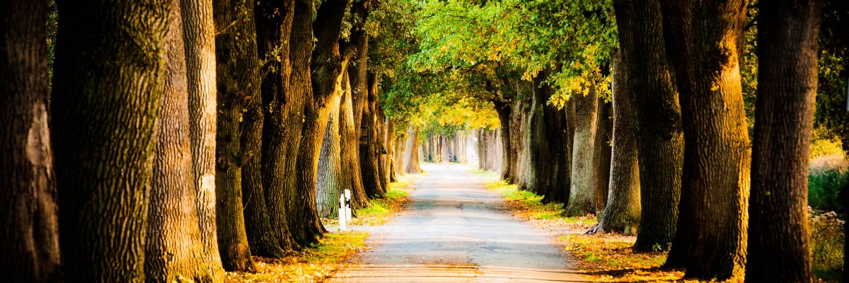 Georgsdorf Allee Georgsdorf Allee